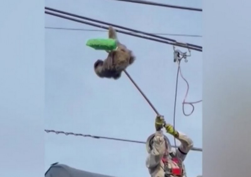 Драматична спасителна акция: Свалиха ленивец от стълб в Колумбия ВИДЕО