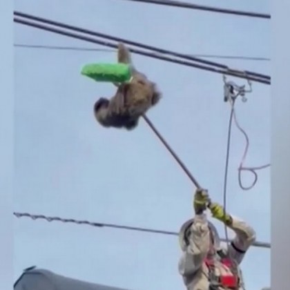 Малък ленивец беше спасен от сигурна смърт след като беше