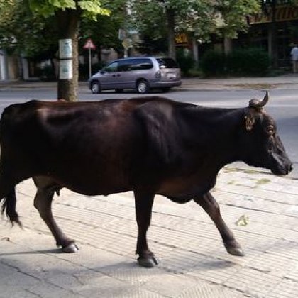 33 годишен водач на Мерцедес блъснал крава на пътното платно на