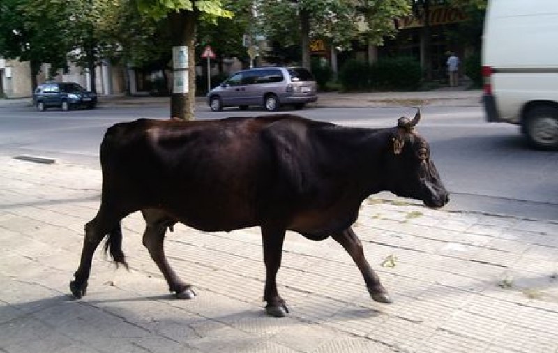 Шофьор блъсна и уби крава в центъра на наш град