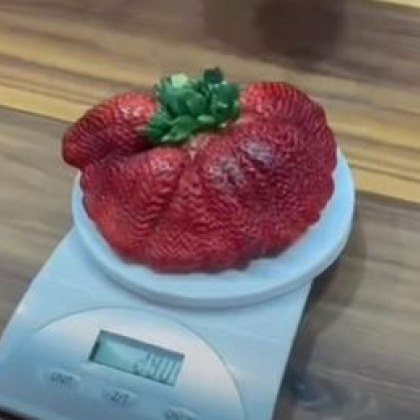 Израелският фермер Цачи Ариел показа своята гигантска ягода която е