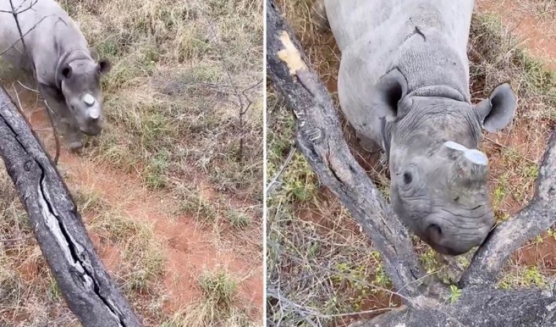 Бесен носорог опита да убие група хора на сафари. Зрелищно ВИДЕО