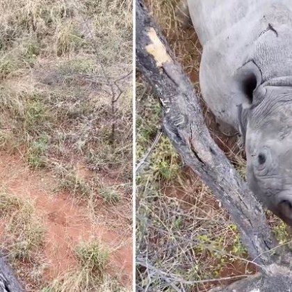 Разярен носорог подгони хора в сафари парк в Южна Африка