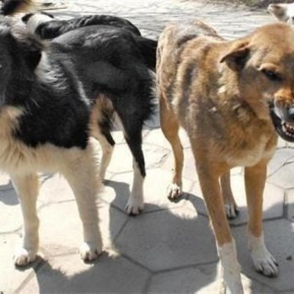 Агресивни кучета са подгонили жена в Асеновград По думите й