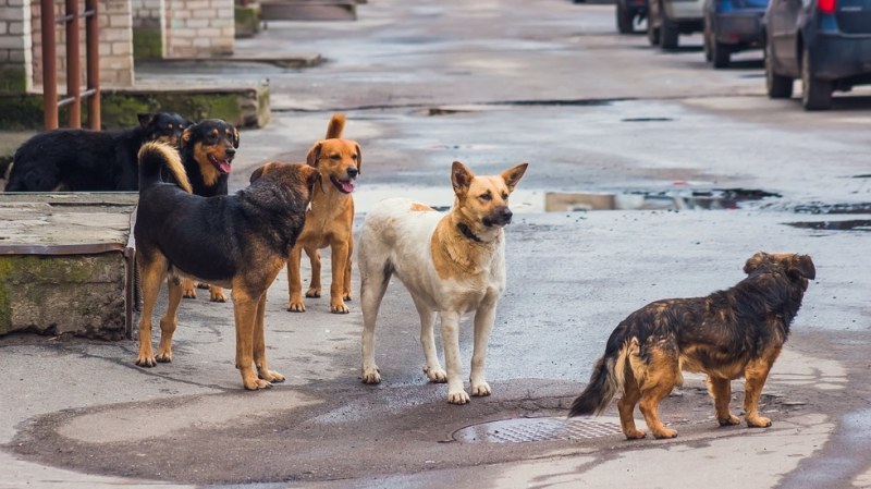 Драгоман пропишя от кучета: Глутница тормози и хапе хората ВИДЕО