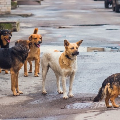 Бездомни кучета нападат деца и възрастни в центъра на Драгоман