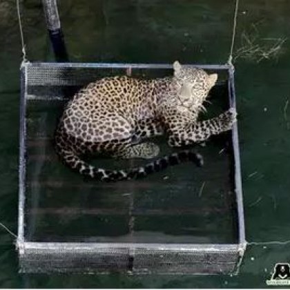 Ветеринари и горски служители спасиха леопард който пропаднал в 15 метров