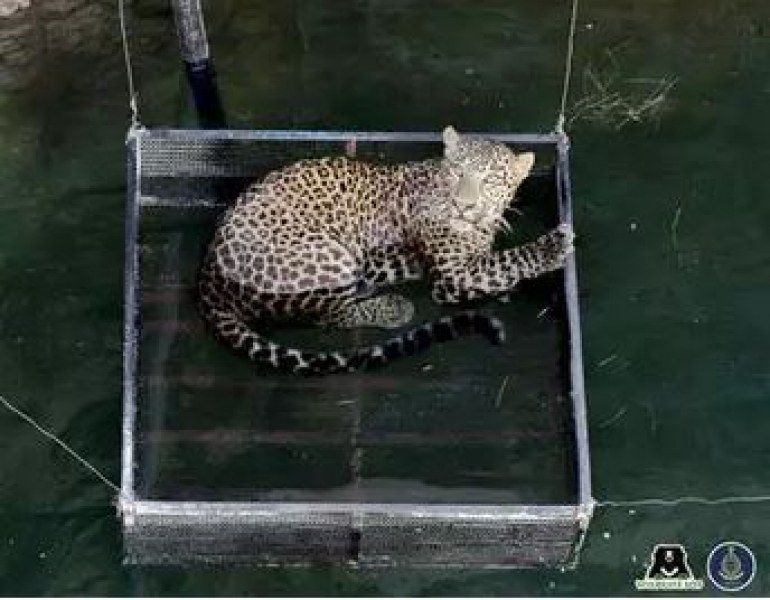 Спасиха леопард, паднал в дълбок кладенец СНИМКИ
