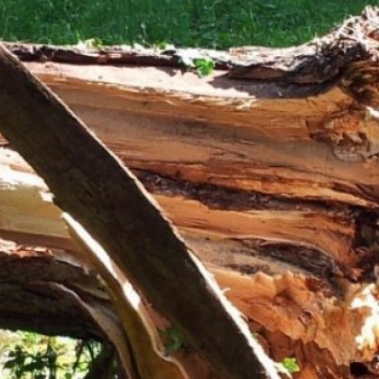 Работник е загинал по време на дърводобив в горски масив