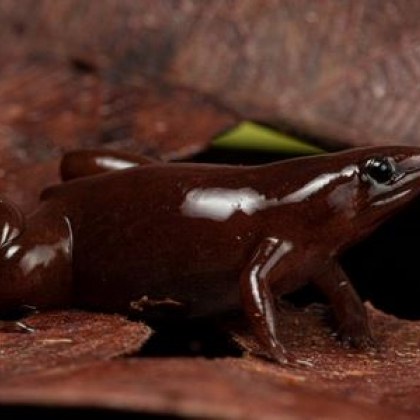 Биолози откриха странна жаба с нос като на тапир в