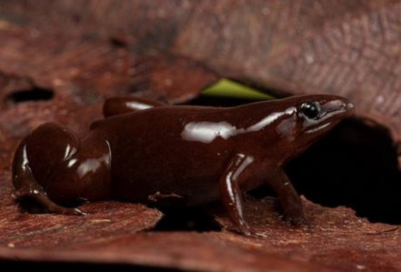 Откриха нов вид жаба с нос като на тапир СНИМКА