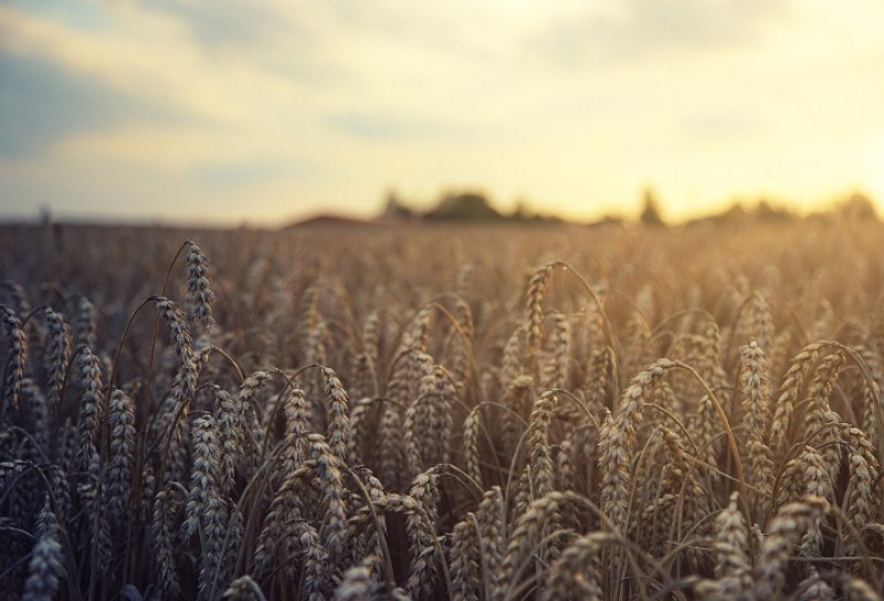 Германия: Без руска пшеница светът ще бъде изправен пред глад