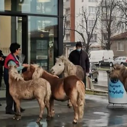Четири понита изненадващо се появили пред входа на пазарджишки хипермаркет