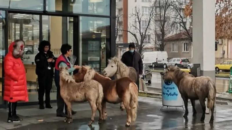 Четири понита изненадващо се появили пред входа на пазарджишки хипермаркет