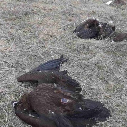 Отровиха четири черни лешояда от защитен вид