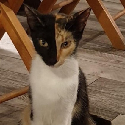 Няма такава скала по която би било възможно да се