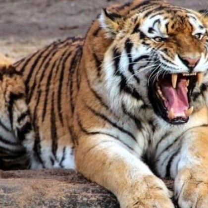 В атракцион във Флорида тигър е нахапал работник вчера следобед
