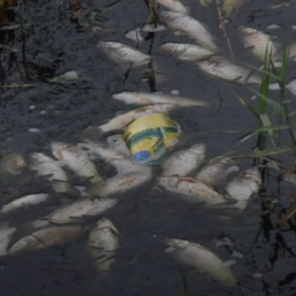 Масово измиране на риба в язовира в аксаковското село Засмяно