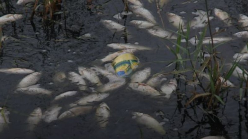 Замърсени води убиха близо 20 тона риба в язовир