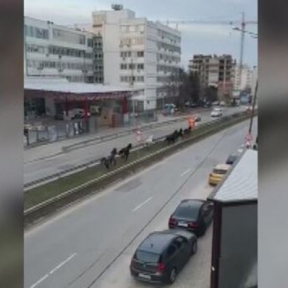 Стадо безстопанствени коне препускат по бул Андрей Ляпчев в столичния