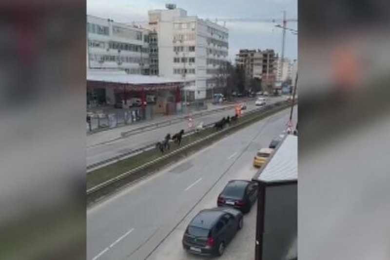 Коне препускат по столичен булевард