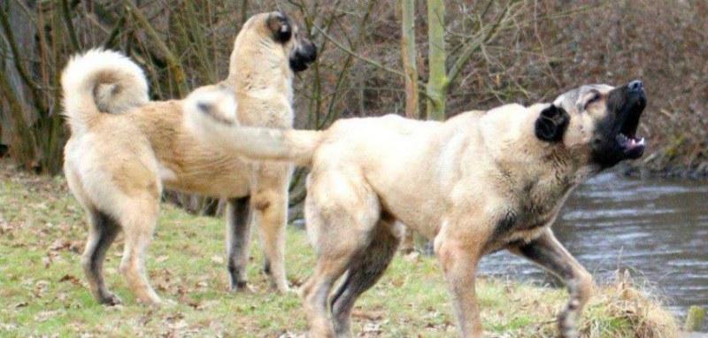 Две кучета порода кангал нахапаха жена от Перник. Инцидентът е