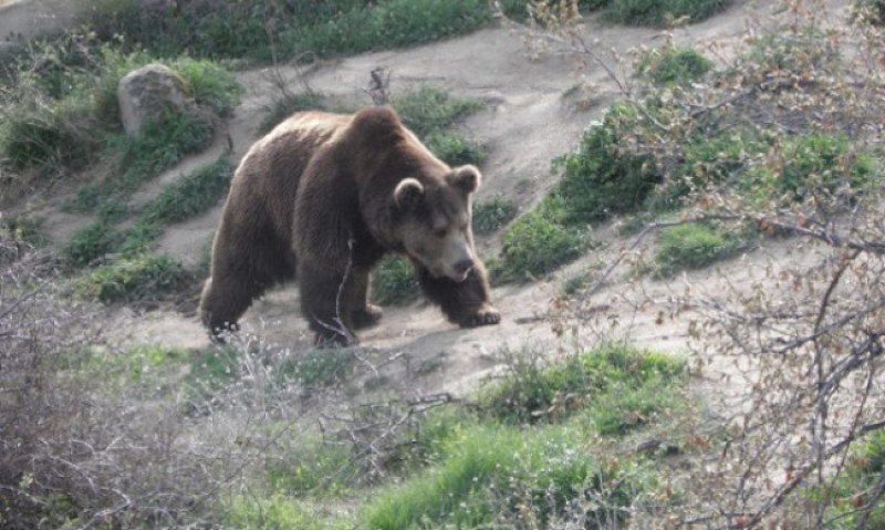 Паркът за танцуващи мечки край Белица, който бе затворен на