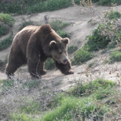 Паркът за танцуващи мечки край Белица който бе затворен на