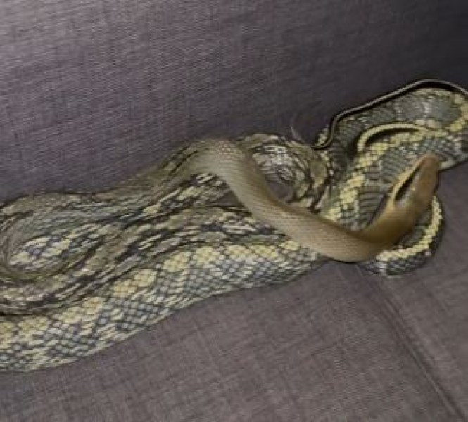 Мъж откри огромна змия, докато си седеше на дивана ВИДЕО