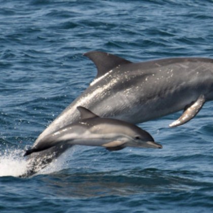 Два мъртви делфина са намерени в контейнер за отпадъци в