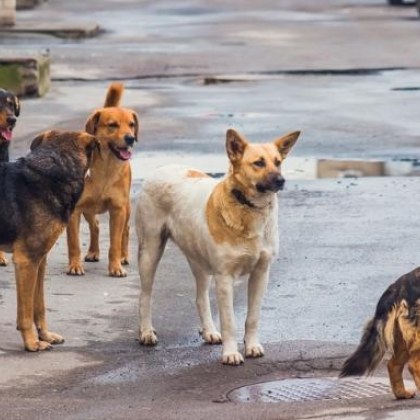 Подхвърлен хляб с антифриз убива домашни и улични кучета в
