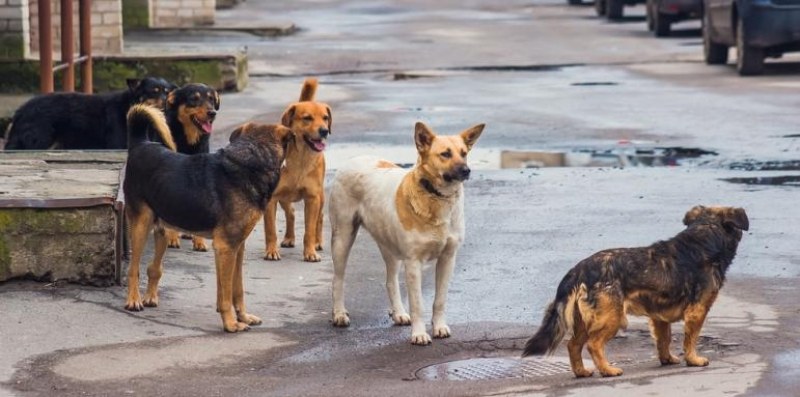 Тровят с хляб с антифриз домашни и улични кучета в Белене