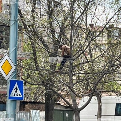 Неадекватен мъж се качи на дърво в пловдивския квартал Кършияка