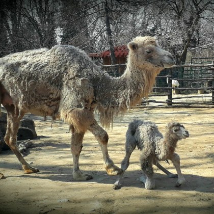 Бебе камилче е новият обитател на Варненския зоопарк То е