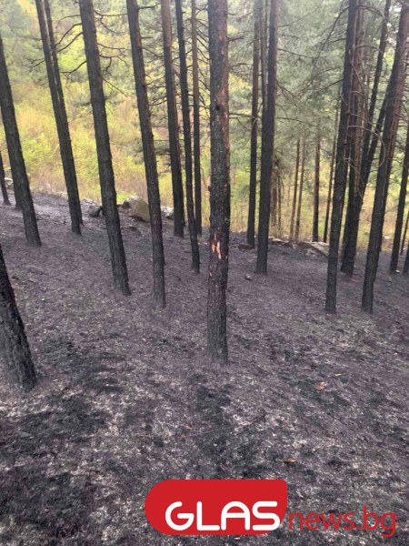 Пожар унищожи близо 5 декара гора в землището на Кричим.
