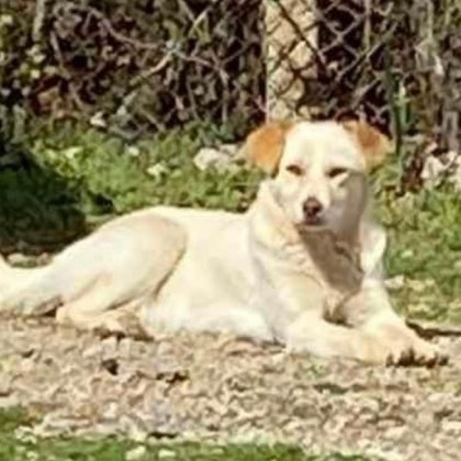 Изоставено от наследници куче в София се намира в опасност