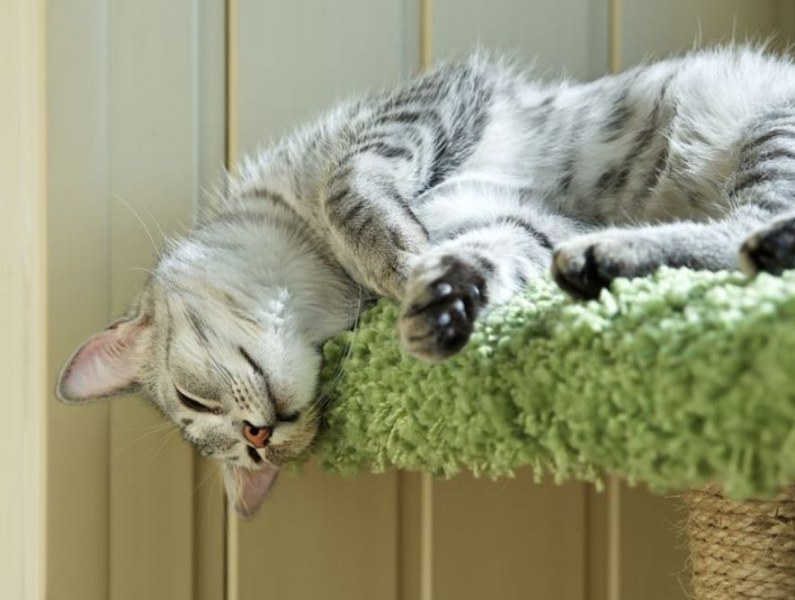 Какво означават позите за сън на котките? СНИМКИ