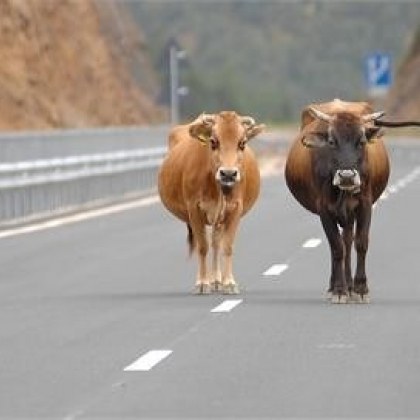 Безстопанствени крава с теле застрашиха движението късно снощи по пътя