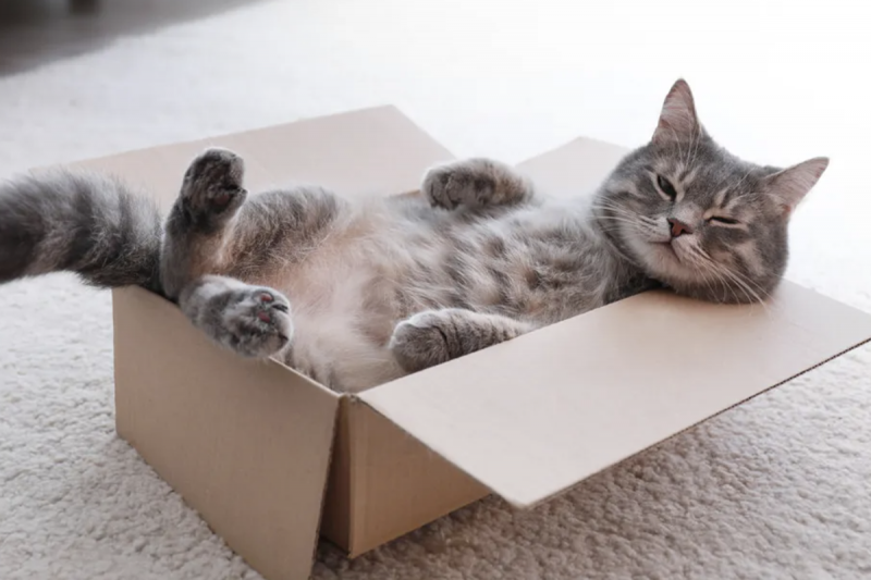 Защо котките обожават кутии и кашони?