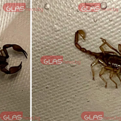 С не толкова значителни размери но пък с остри щипки