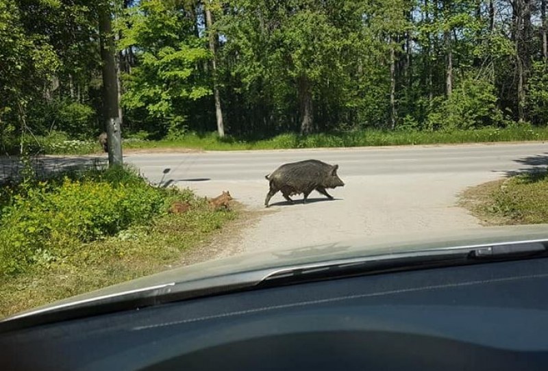 Дива свиня и нейните малки изненадаха шофьори СНИМКИ