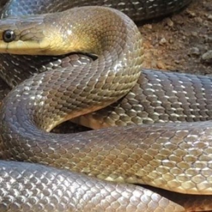 Дълга змия се разходи в тревните площи на Южния парк