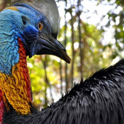 В Папуа Нова Гвинея Индонезия и Австралия живее най опасната птица