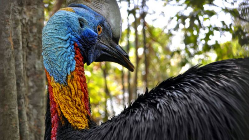В Папуа Нова Гвинея, Индонезия и Австралия живее най-опасната птица