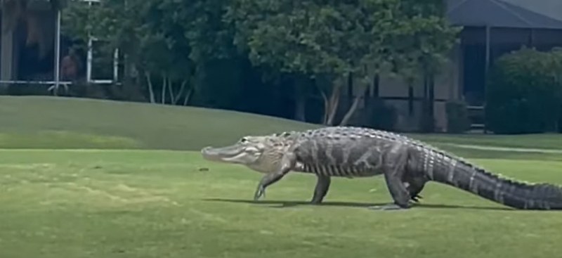 Алигатор нахлу в голф игрище и се разходи ВИДЕО