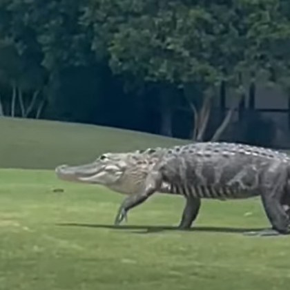 Огромен алигатор нахлу на голф игрище във Флорида по време