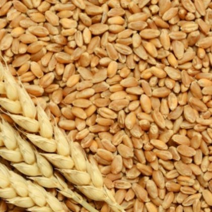 Износът на пшеница от Индия се е увеличил до 1 4