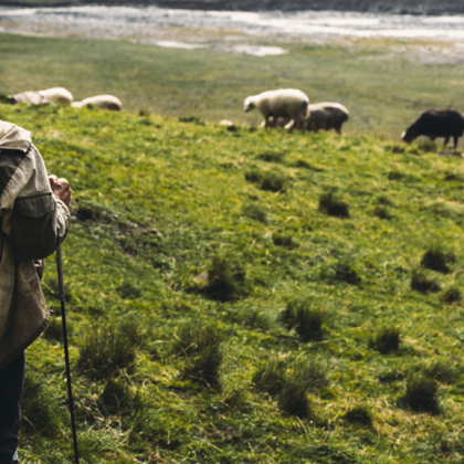 Трима охранители пребиха жестоко пастир в Новозагорско 37 годишният мъж е