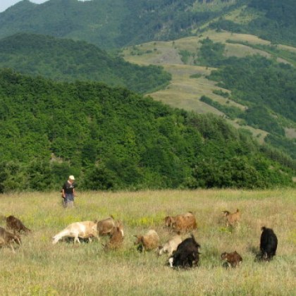Спор за пасище едва не завърши фатално 37 годишен мъж беше