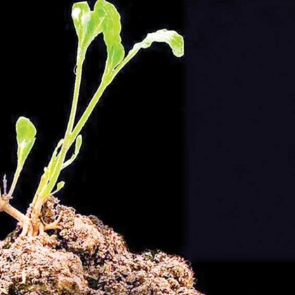 Уникално постижение учени отгледаха растения в лунна почва използвайки проби събрани